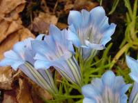 Pale blue flowers with a white throat